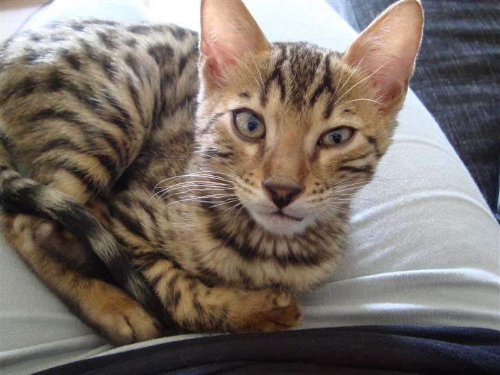 Bengal Baloo - Smil til fotograften :) billede 19