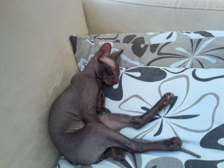 Peterbald Bare Essentials X Soma - Soma som ligger og sover op af nogle puder .. billede 11