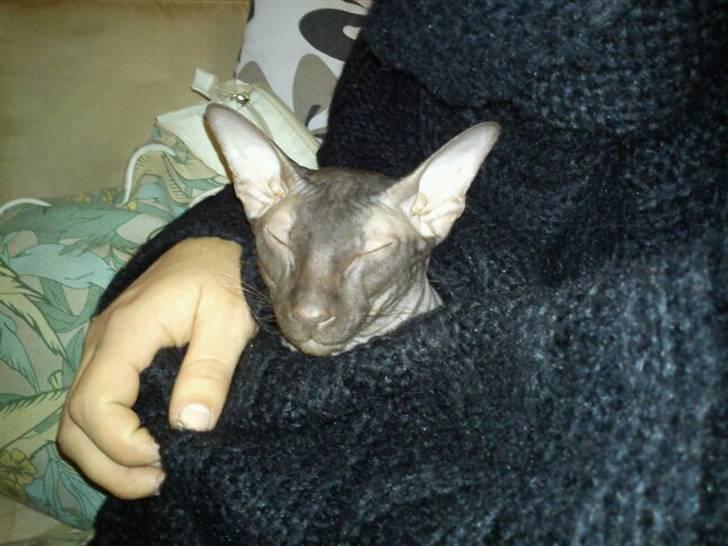 Peterbald Bare Essentials X Soma - Soma hygger i tæppe... billede 12