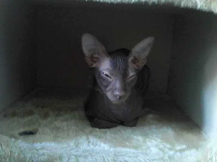 Peterbald Bare Essentials X Soma - Soma ligger og slapper af, inde i en af hans mange huler .. billede 13