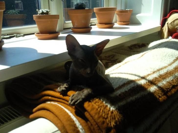 Peterbald Bare Essentials X Soma - Soma ligger og nyder solen på ynglings tæppet .. billede 14