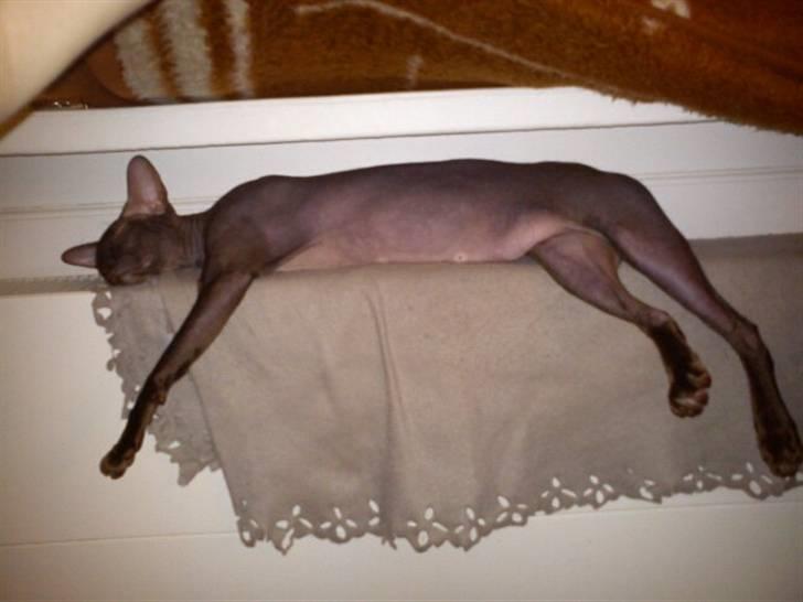 Peterbald Bare Essentials X Soma - Det er SÅ skønt at ligge på radiatoren...  billede 15