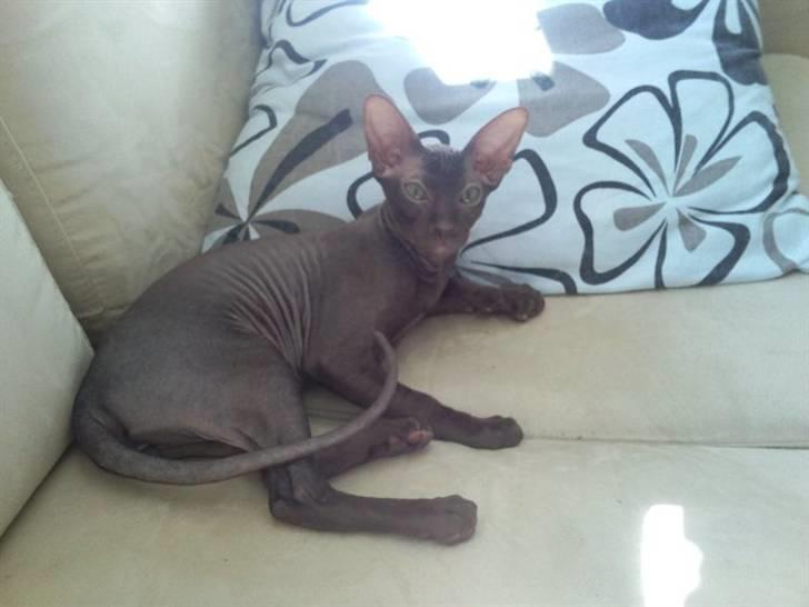 Peterbald Bare Essentials X Soma - Soma der flader ud i sofaen .. billede 16