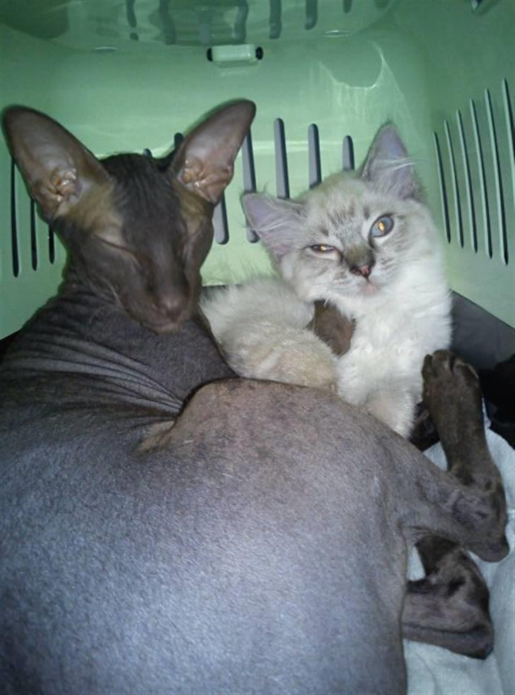 Peterbald Bare Essentials X Soma - Soma og Poul der ligger i en killingetransportkasse... Så hyggeligt... billede 17