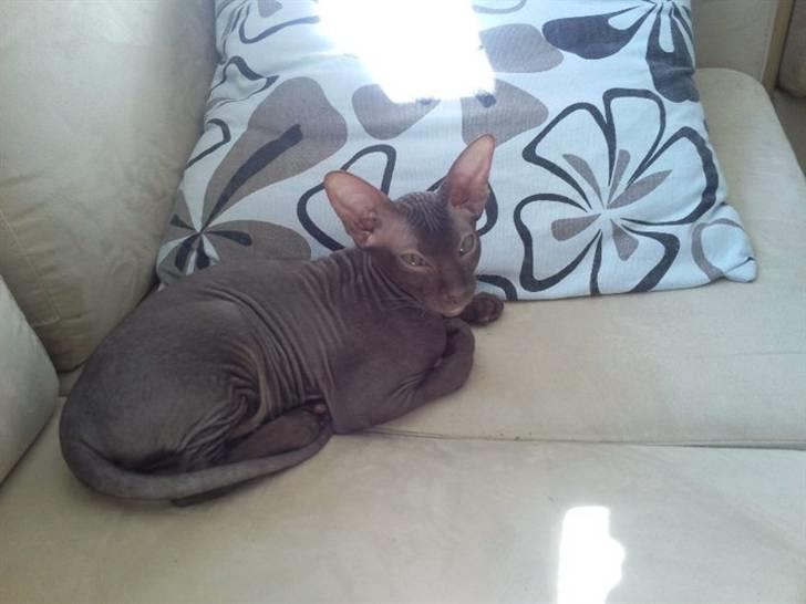 Peterbald Bare Essentials X Soma - Soma der ligger og slapper af i sofaen .. billede 18