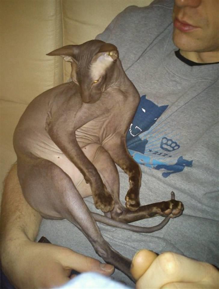 Peterbald Bare Essentials X Soma - Hygge hos "Far"... billede 19