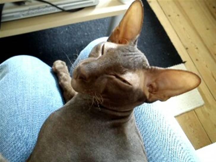 Peterbald Bare Essentials X Soma - Soma der sover i ynglingstæppet .. billede 20