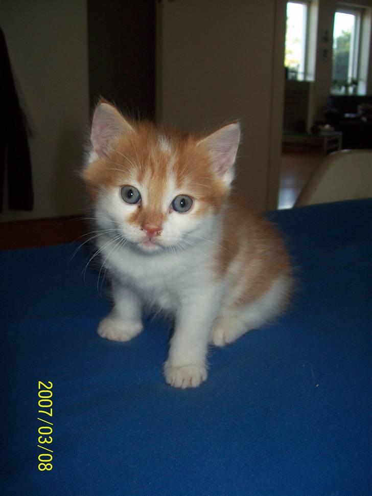 Huskat Timma billede 2