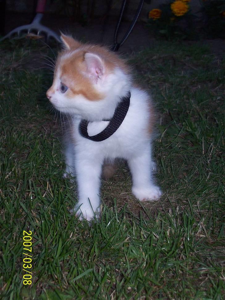 Huskat Timma billede 3