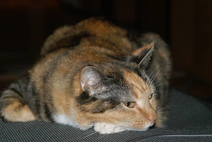 Huskat Bianca aka Fru Kat billede 9