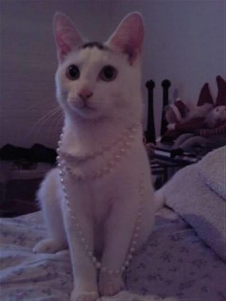 Huskat Cecil - Cecil med perler. billede 1