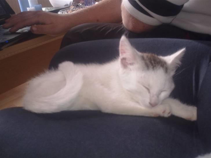 Huskat Cecil - "Baby Cecil" billede 2