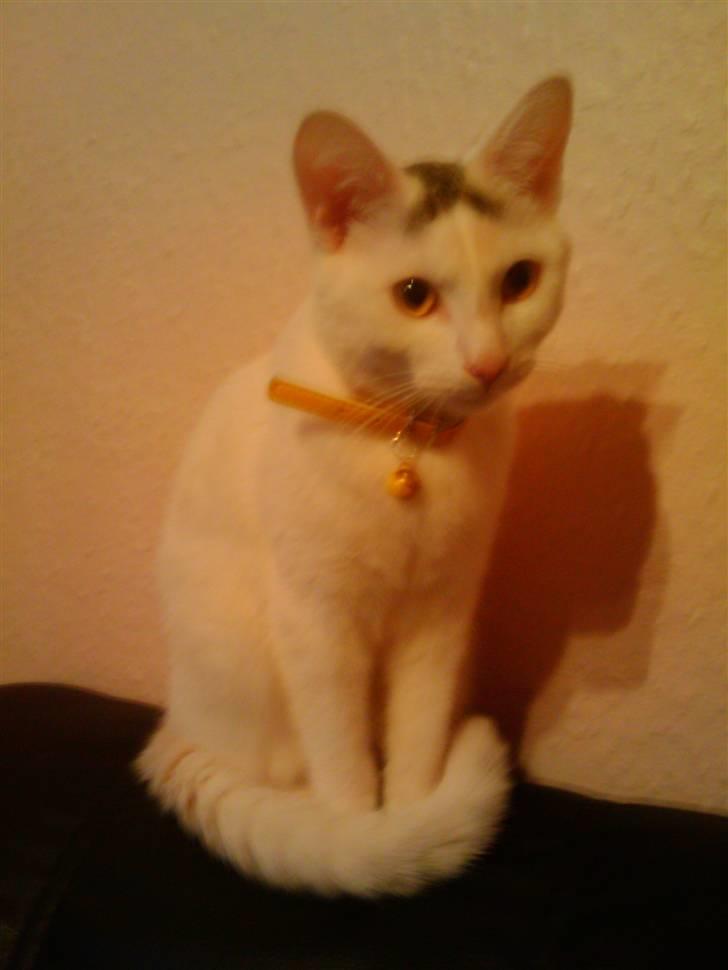 Huskat Cecil billede 3