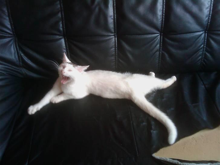 Huskat Cecil billede 4