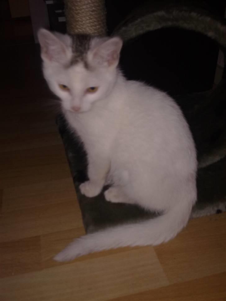 Huskat Cecil - Lige kommet ud af badet.  billede 5