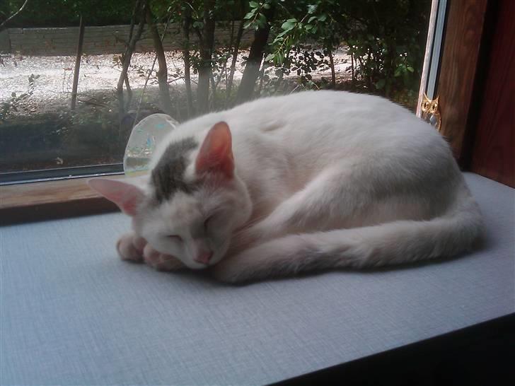 Huskat Cecil billede 6