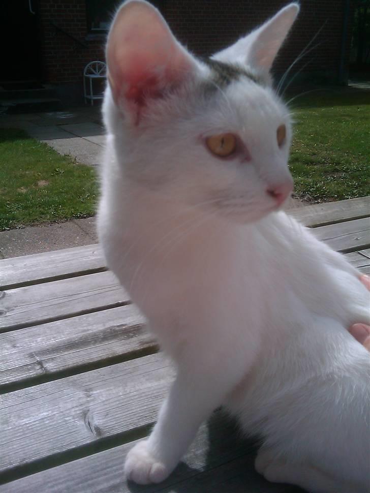 Huskat Cecil billede 7