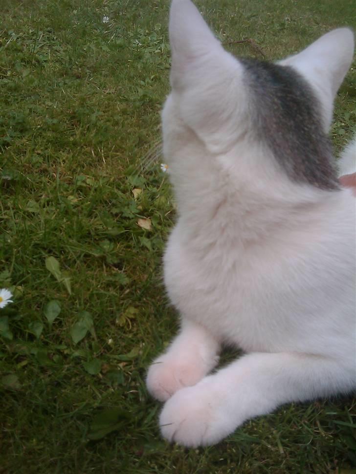 Huskat Cecil billede 8