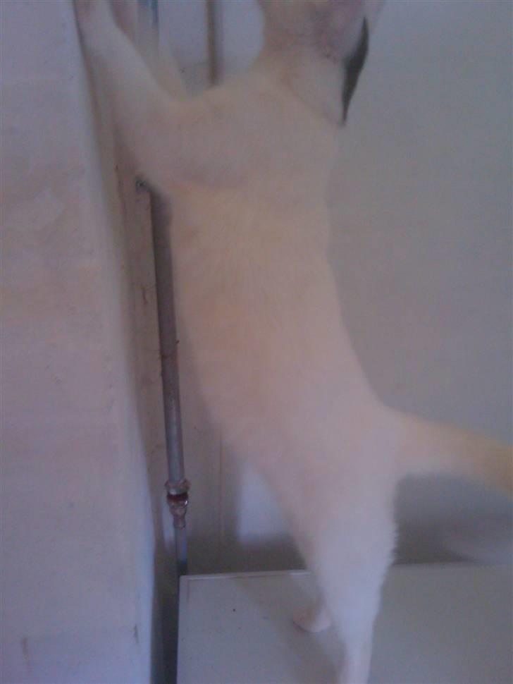 Huskat Cecil billede 9