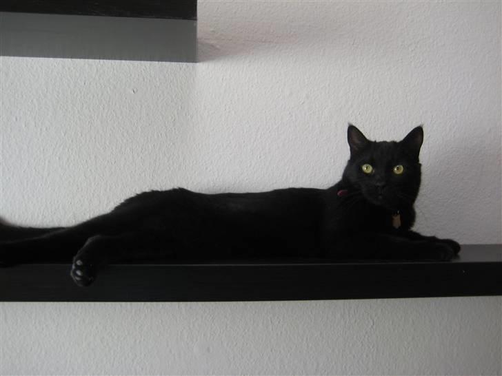 Huskat Baghera billede 3