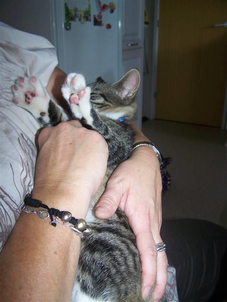 Blanding af racer Hector - Uuuh det er dejligt billede 20