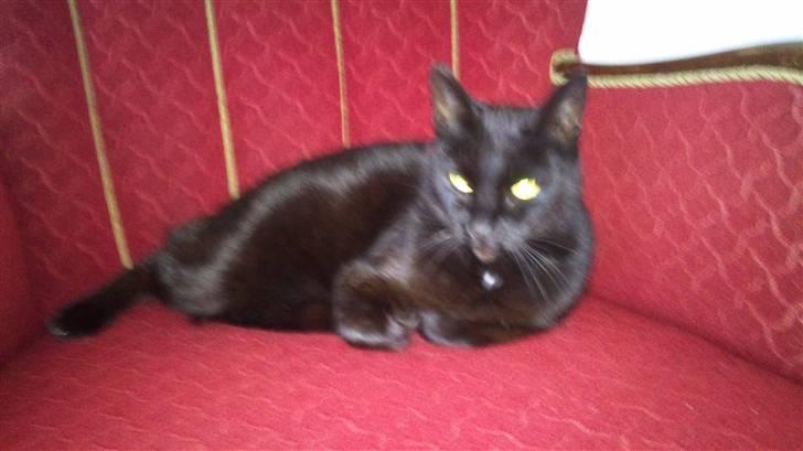 Huskat Daisy (Fars kat) - Dais i sin yndlingsbeskæftigelse. Afslapning :) billede 1