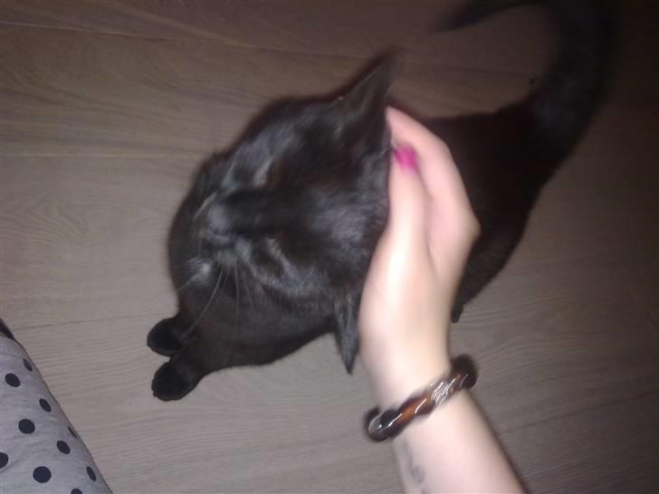 Huskat Daisy (Fars kat) billede 2