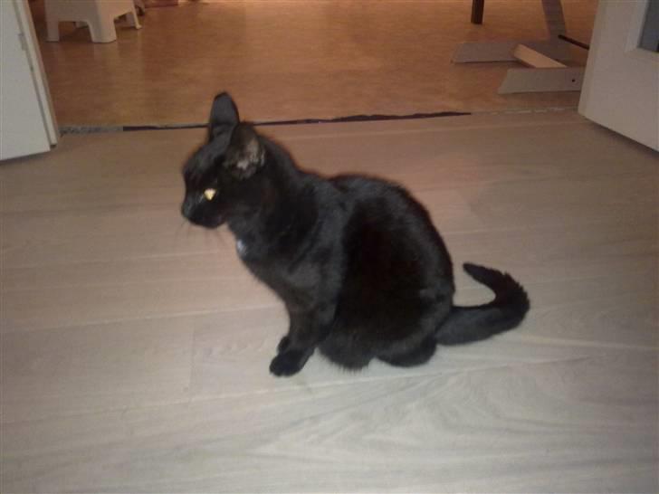 Huskat Daisy (Fars kat) billede 3