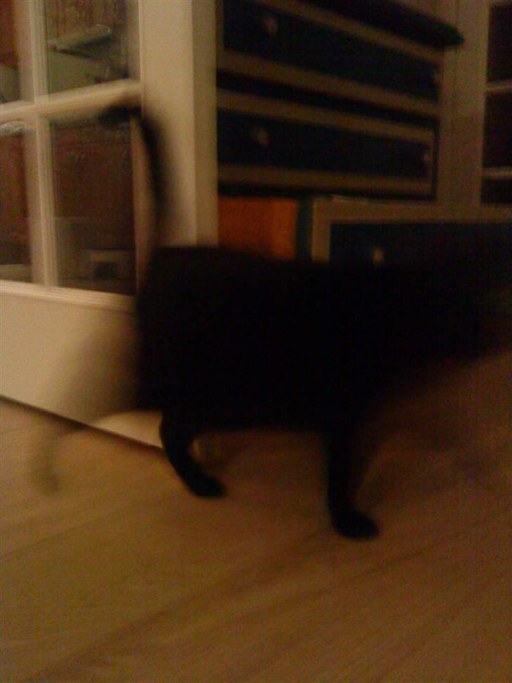 Huskat Daisy (Fars kat) billede 4