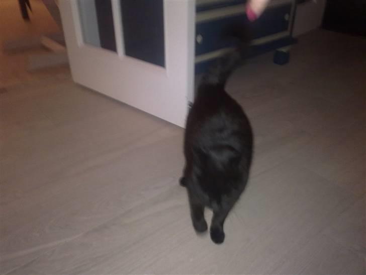 Huskat Daisy (Fars kat) billede 5