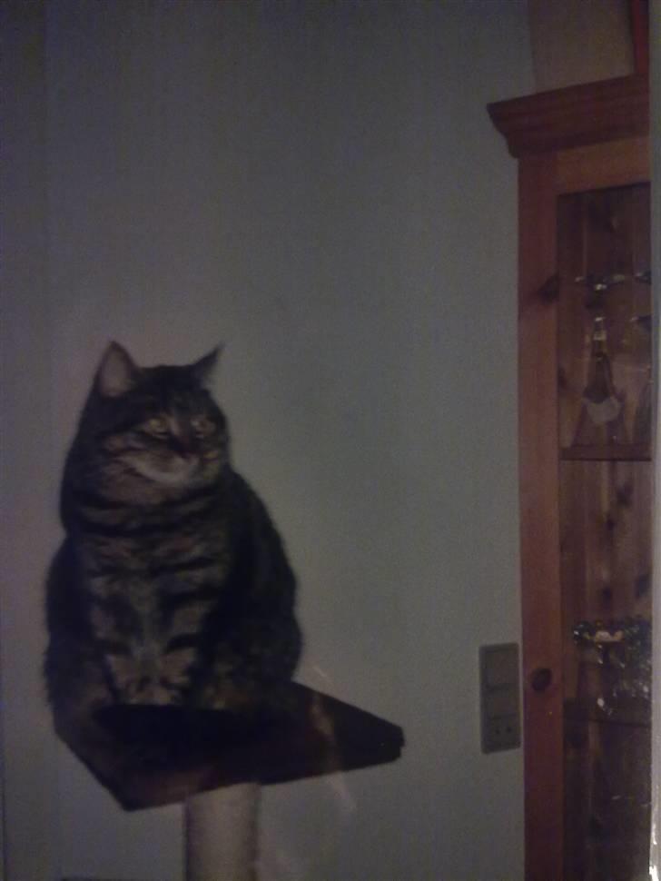 Blanding af racer Timian R.I.P. :'( billede 1