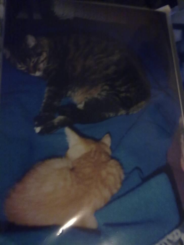 Blanding af racer Timian R.I.P. :'( billede 2