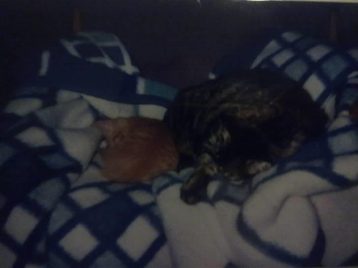 Blanding af racer Timian R.I.P. :'( billede 3