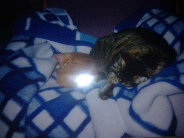 Blanding af racer Timian R.I.P. :'( billede 4