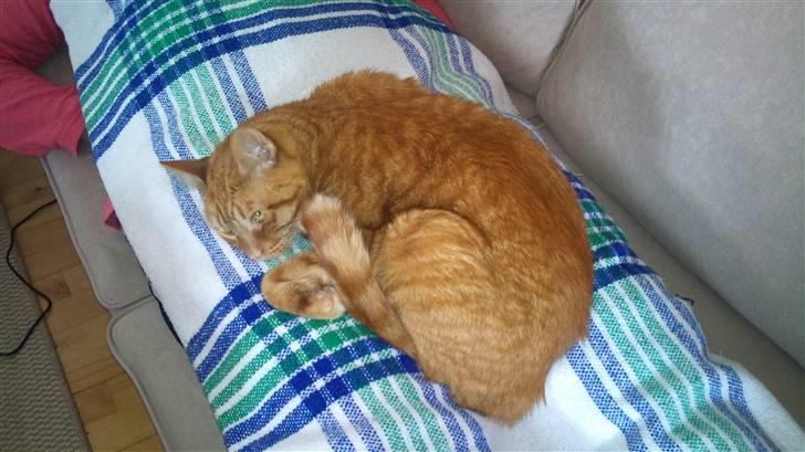 Blanding af racer Bettemus R.I.P. :'( :'( billede 1