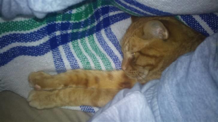 Blanding af racer Bettemus R.I.P. :'( :'( billede 2