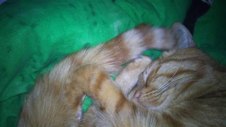 Blanding af racer Bettemus R.I.P. :'( :'( billede 3