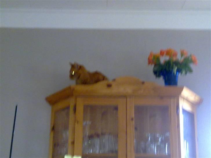 Blanding af racer Bettemus R.I.P. :'( :'( billede 4