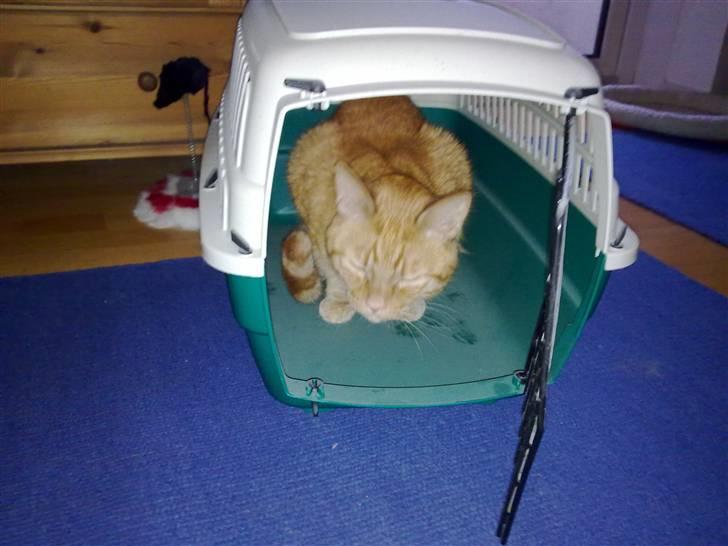 Blanding af racer Bettemus R.I.P. :'( :'( - mmh, han kravler da frivilligt ind? billede 5