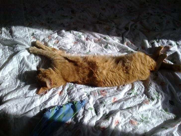 Blanding af racer Bettemus R.I.P. :'( :'( billede 6