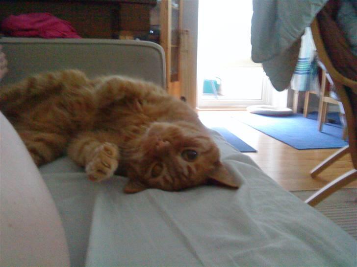 Blanding af racer Bettemus R.I.P. :'( :'( billede 7