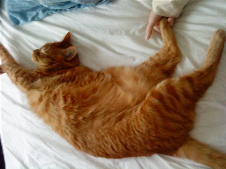 Blanding af racer Bettemus R.I.P. :'( :'( - find selv ud af hvad der er op og ned :b billede 8