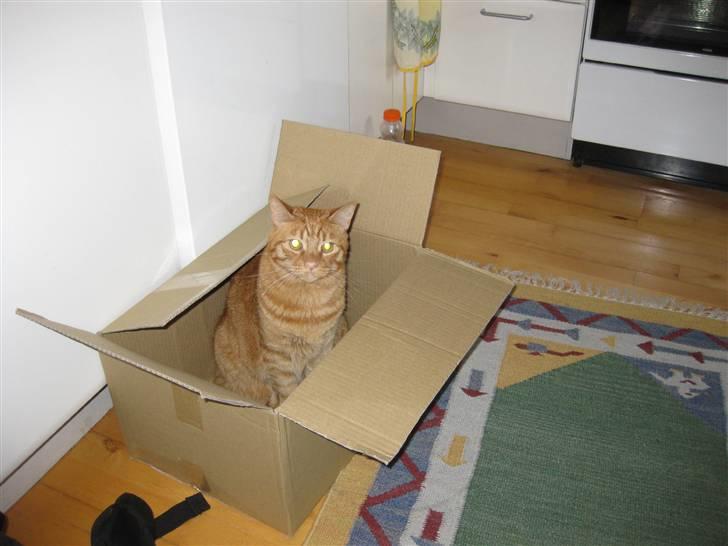 Blanding af racer Bettemus R.I.P. :'( :'( billede 9