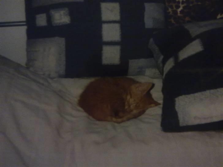 Blanding af racer Bettemus R.I.P. :'( :'( - som killing <3 billede 10