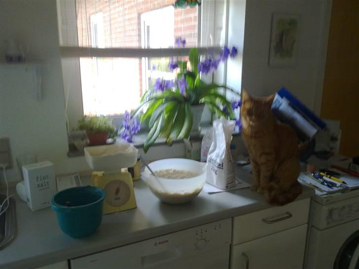 Blanding af racer Bettemus R.I.P. :'( :'( billede 11