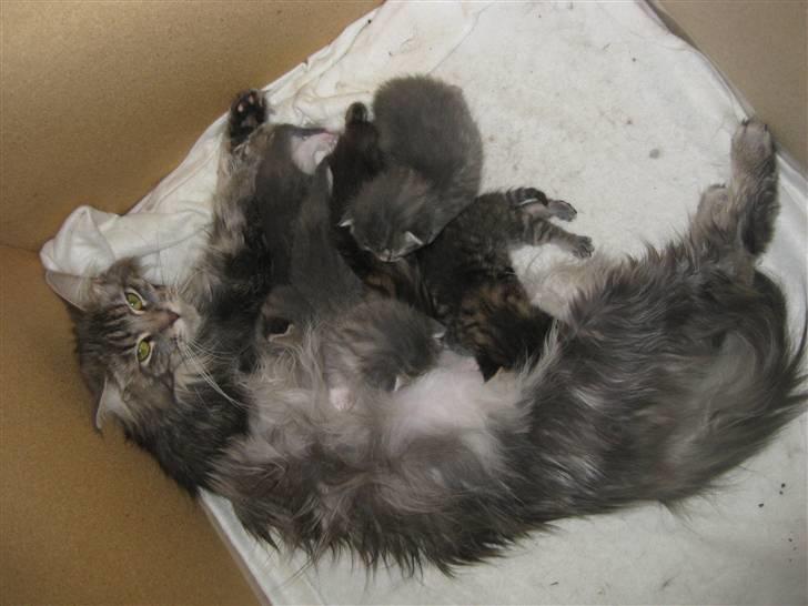 Maine Coon Nala billede 10