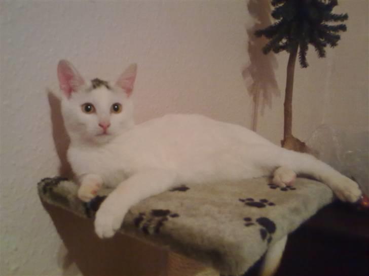Huskat Cecil billede 10