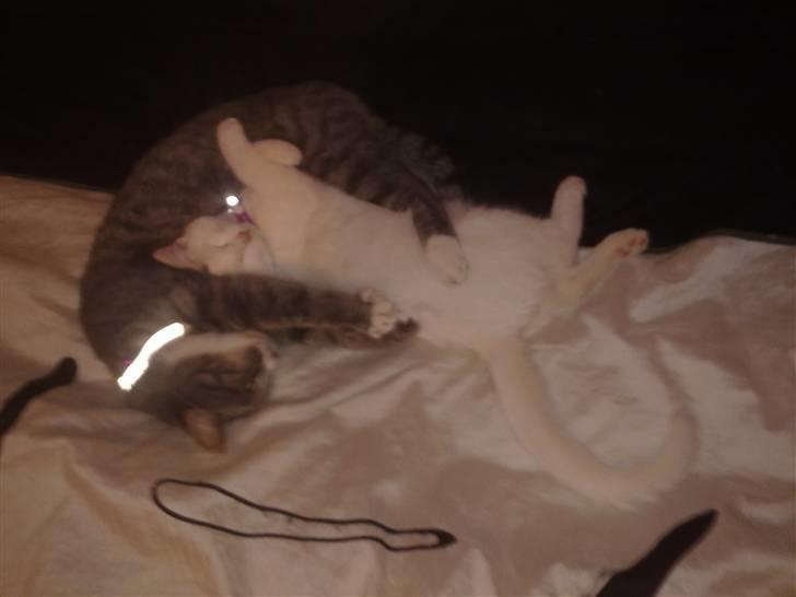 Huskat Cecil billede 11