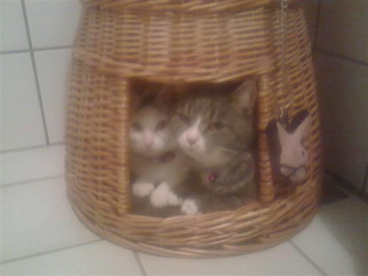 Huskat Cecil billede 12