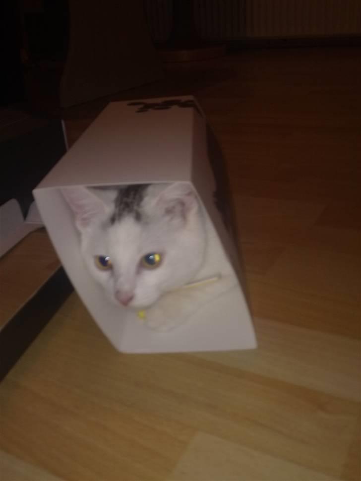 Huskat Cecil billede 13